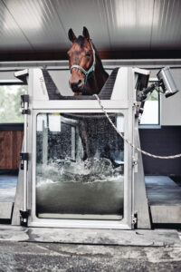 Das Bild zeigt ein Pferd in einem Aquatrainer. Das Wasser ist auf Kapalgelenkhöhe eingefüllt. Das Pferd hat einen Führstrick locker angelegt und schaut mit nach vorne gerichteten Ohren entspannt nach unten. Der Aquatrainer besteht aus Edelstahl und sieht sehr sauber, glänzend und gut verarbeitet aus.